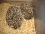 ★貴重★ハリネズミ♂♀ペア
