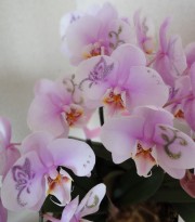 花ジュエリー♪