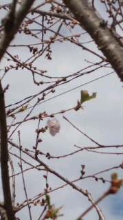 今年は3つぶ?